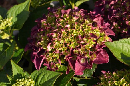 Lila und grüne Hortensienblüten in voller Blüte, umgeben von Blättern.