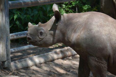 Junges Nashorn steht in einem Gehege, umgeben von Pflanzen und Holz.