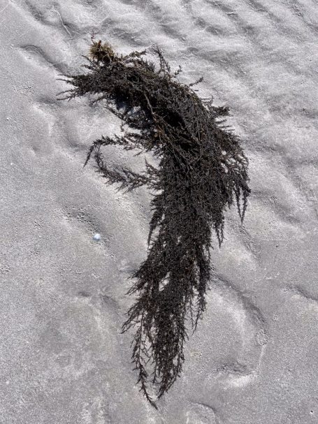 Dunkles, faseriges Seegras liegt auf sandigem Untergrund.