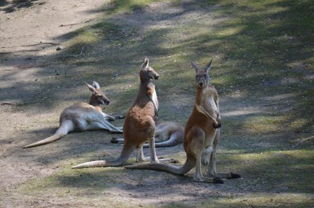 Drei Kangurus stehen und liegen entspannt auf einem sonnigen Boden.