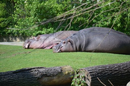 Zwei Nilpferde liegen entspannt auf einer Wiese unter Bäumen.