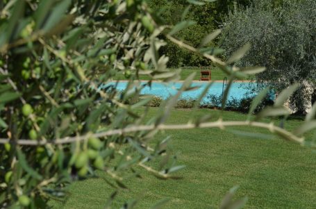 Grüner Garten mit Olivenbäumen und einem blauen Pool im Hintergrund.