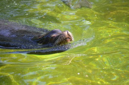 Ein Seehund schwimmt im klaren, grünen Wasser.