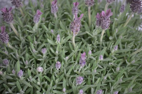 Lavendelblüten in verschiedenen lila Tönen, umgeben von grünen Blättern.