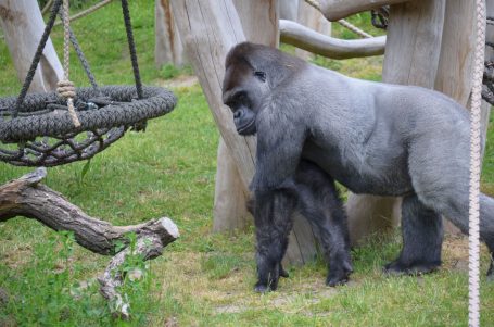 Ein großer Gorilla steht neben einem kleineren Gorilla auf grünem Gras.