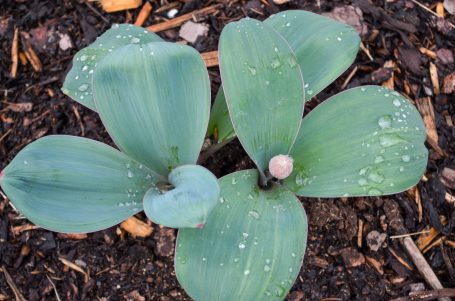 Zwei grüne Pflanzenblätter mit Tautropfen auf dunklem Boden.