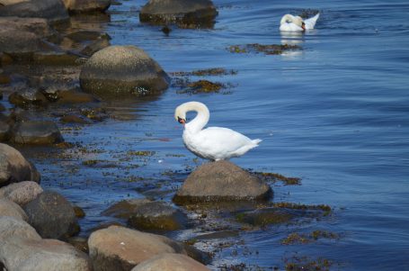 Weißer Schwan steht auf einem Stein im Wasser, während ein anderer Schwan schwimmt.