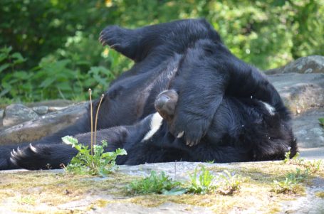 Ein schwarzer Bär liegt auf dem Rücken und entspannt sich auf einem Stein.