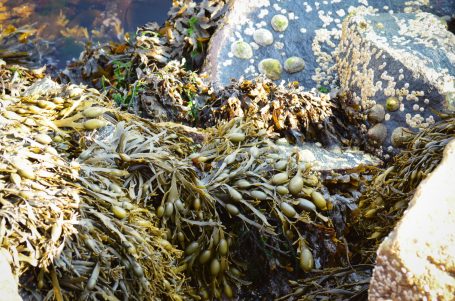 Felsen mit verschiedenen Algenarten und kleinen Muscheln im Wasser.
