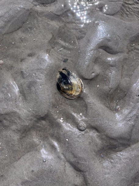 Eine Muschel liegt in einem sandigen Untergrund mit leichtem Wasserspiegel.