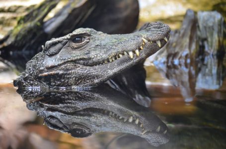 Ein Krokodilkopf spiegelt sich im Wasser, umgeben von Felsen und Vegetation.
