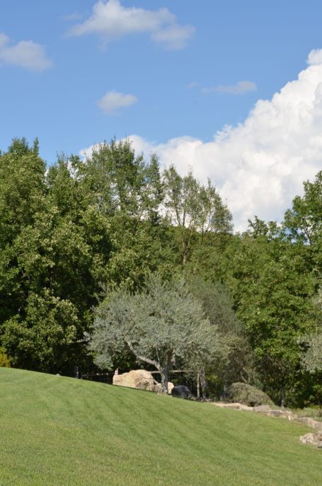 Landschaft mit sanften Hügeln, Bäumen und einer Wolkenbildung am blauen Himmel.