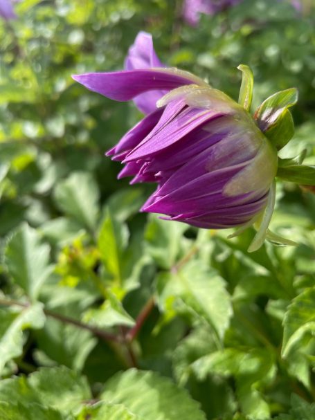 Lila Blüte mit zarten Blättern, umgeben von grüner Umgebung.