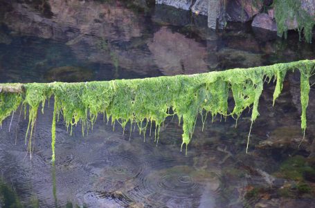 Grüne Algen hängen über Wasser, umgeben von steiniger Umgebung.