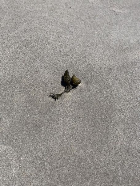 Zwei kleine grüne Pflanzen wachsen aus einem Riss im grauen Boden.