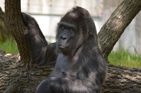Ein Gorilla sitzt entspannt auf einem Baumstamm im Freien.