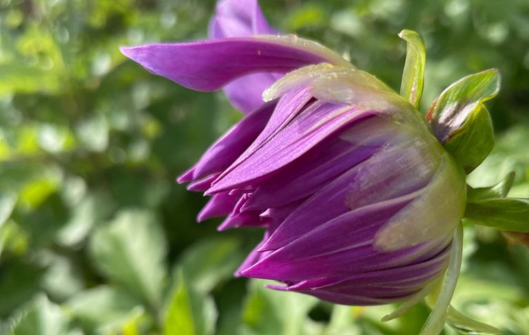 Lila Blüte mit gefransten Blütenblättern vor grünen Blättern im Hintergrund.