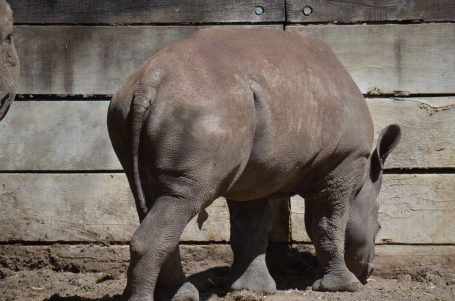 Junges Nashorn steht vor einer Holzplanke in einem Gehege.
