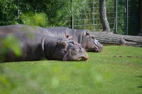 Zwei Flusspferde liegen entspannt auf dem Gras in einem Zoo.