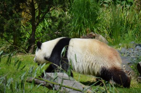 Ein Panda, der im Gras sitzt und sich umschaut. Grüne Umgebung mit einigen Bäumen.