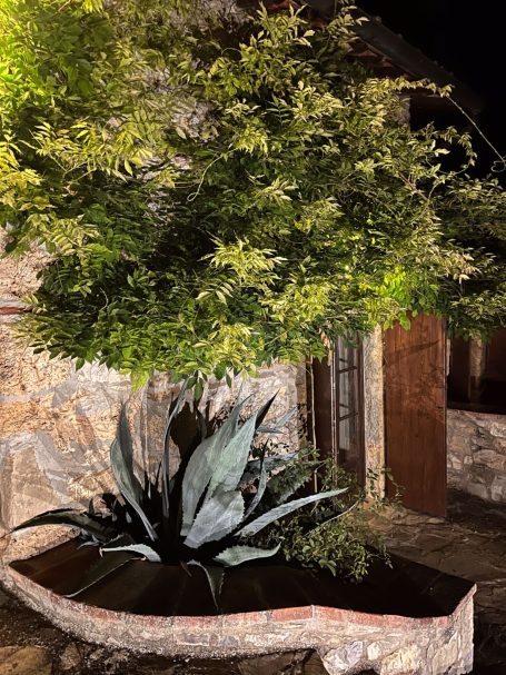 Pflanzenarrangement mit einem großen Baum und einer Agave in einer Steinmauer.