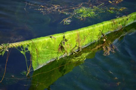 Grüner Algenbewuchs auf einem schwimmenden Biomasse-Element im Wasser.