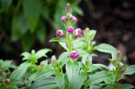 Lila Knospen auf grünen Stängeln, umgeben von verschwommenem Laub.