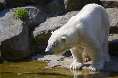 Ein weißer Eisbär steht am Ufer eines Gewässers, umgeben von Felsen.