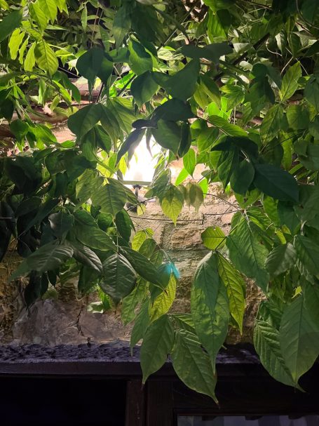 Grüne Blätter, die sanft von Licht hinterleuchtet werden, mit einer Steinwand im Hintergrund.