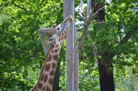 Eine Giraffe steht unter Bäumen und streckt ihren Hals zu einem Ast.