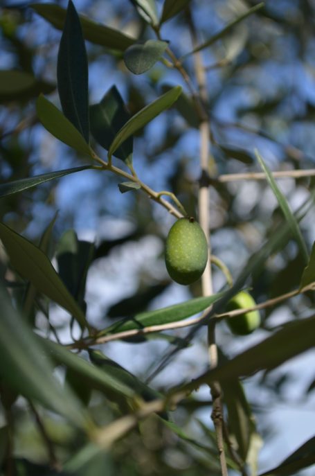 Grüne Oliven am Zweig eines Olivenbaums vor einem blauen Himmel.