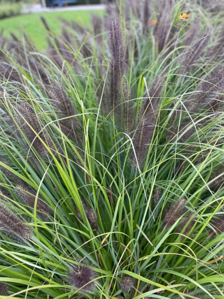 Hohes, grün-braunes Gras mit lila Blütenständen.