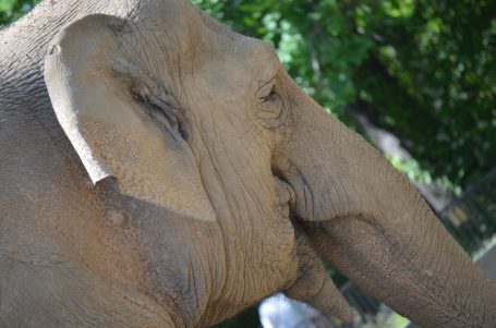 Nahaufnahme eines Elefanten mit gut sichtbarer Schnauze und Ohren.