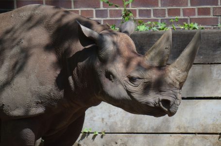 Nashorn mit großer, ausgeprägter Schnauze und zwei Hörnern, vor einer Holzwand.