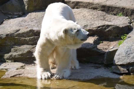 Ein Eisbär steht auf Felsen nahe einem Gewässer und blickt nach oben.