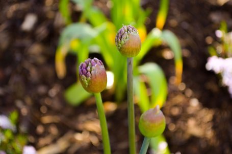 Drei geschlossene Blumenknospen stehen über grünem Blattwerk auf fruchtbarem Boden.