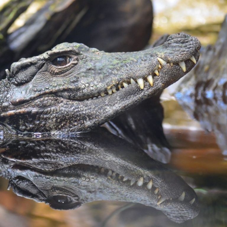 Krokodil mit sichtbarem Kopf und scharfen Zähnen, teilweise im Wasser reflektiert.