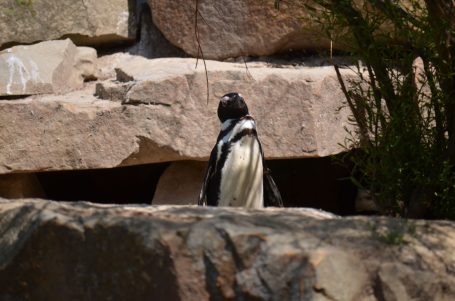Ein Pinguin steht auf einem Felsen vor einer Steinwand.