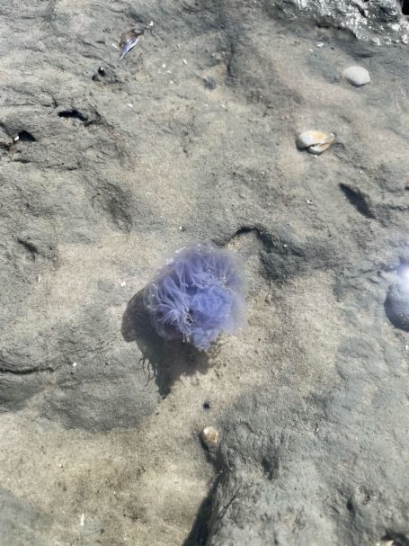 Lila Qualle schwimmt in seichtem Wasser auf sandigem Untergrund.
