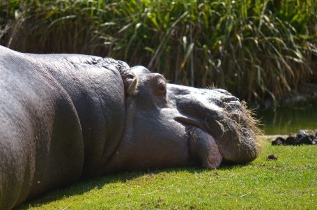 Nilpferd liegt entspannt auf einer Wiese, umgeben von Gras.