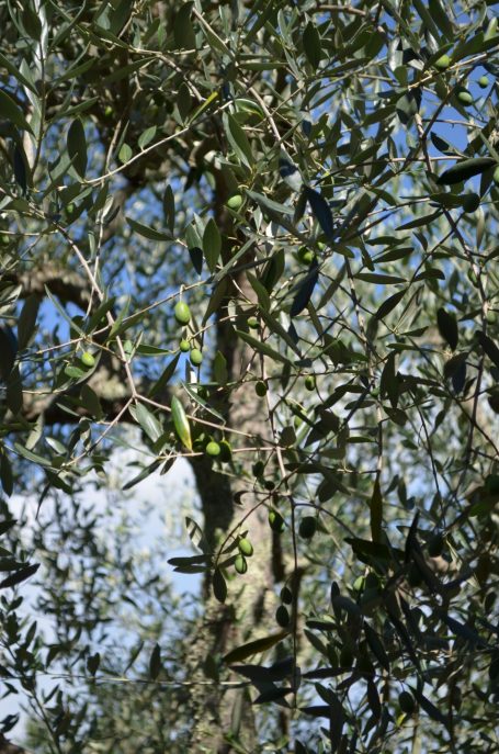 Olivenbaum mit grünen Oliven vor blauem Himmel und Wolken im Hintergrund.