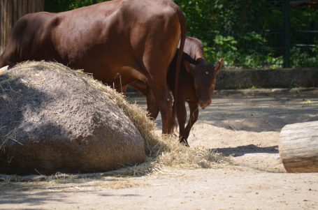 Braune Kühe stehen neben einem großen Stein und fressen Heu.