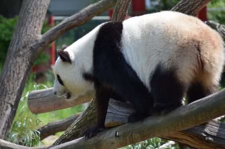Ein Panda, der auf Ästen sitzt und die Umgebung erkundet.