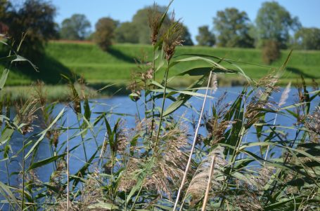Grünes Ufer mit Schilf und ruhigem Wasser im Hintergrund unter klarem Himmel.