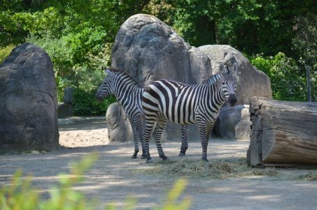 Zwei Zebras stehen nah beieinander vor großen Steinen in einem grünen Umfeld.