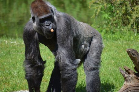 Ein Gorilla steht aufrecht im Gras und kaut einen Snack.