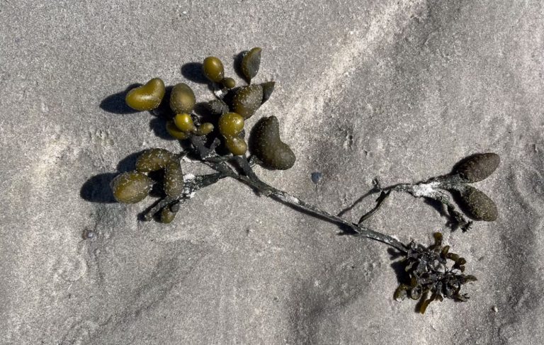 Eine algenartige Pflanze mit grünen Knoten auf sandigem Untergrund.