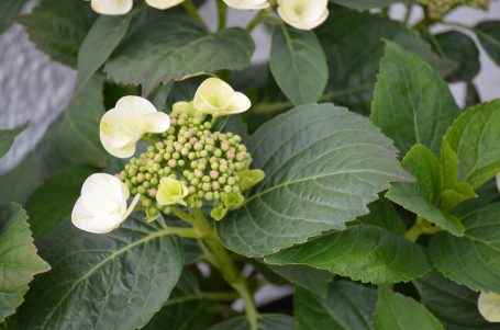 Blühende Hortensie mit weißen Blüten und grünen Blättern.