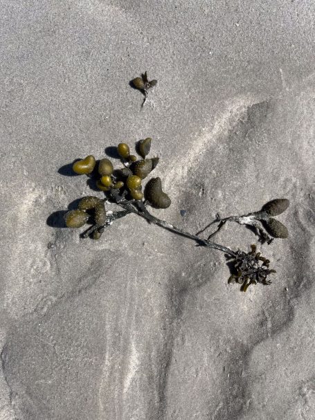 Grüne Algen und kleine Pflanzenreste auf sandigem Untergrund.