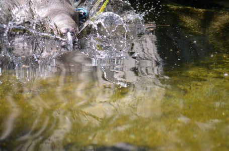 Ein Vogel taucht ins Wasser und spritzt Wasser auf.